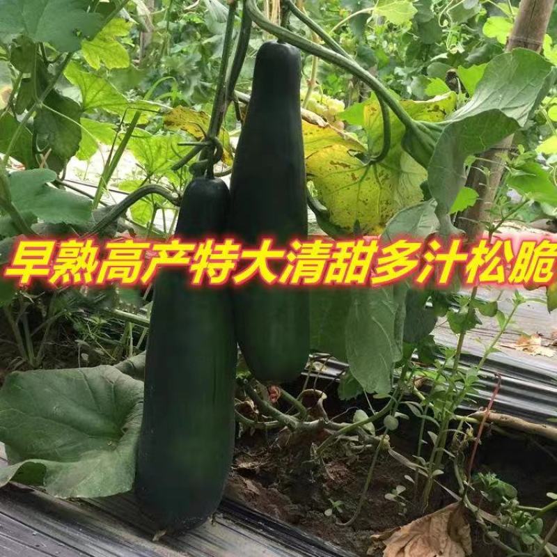 青甜蜜羊角蜜甜瓜种子早熟黑墨绿色肉色淡绿抗病松脆高糖