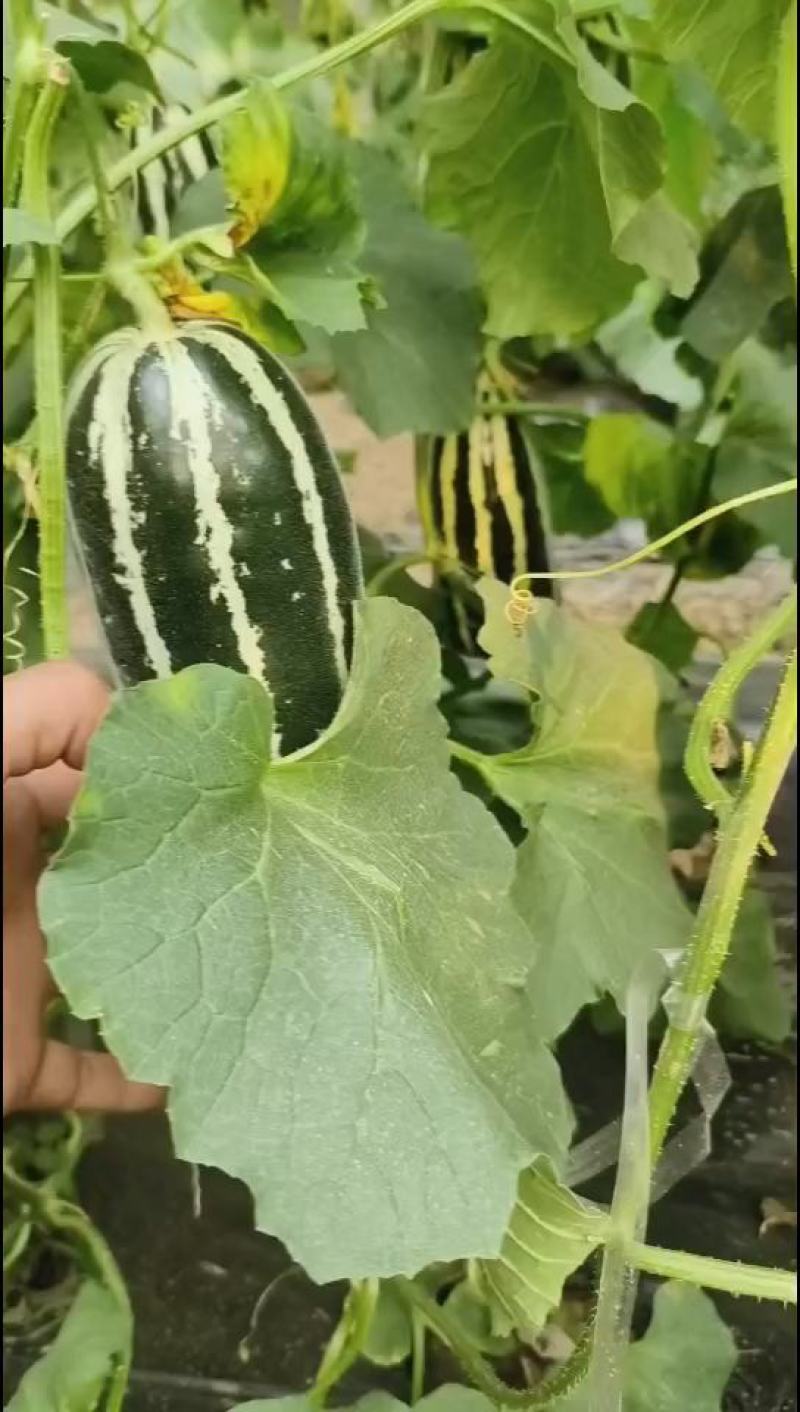 青甜蜜羊角蜜甜瓜种子早熟黑墨绿色肉色淡绿抗病松脆高糖