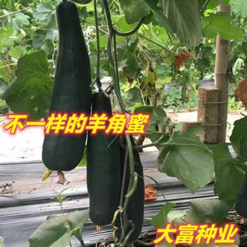 青甜蜜羊角蜜甜瓜种子早熟黑墨绿色肉色淡绿抗病松脆高糖