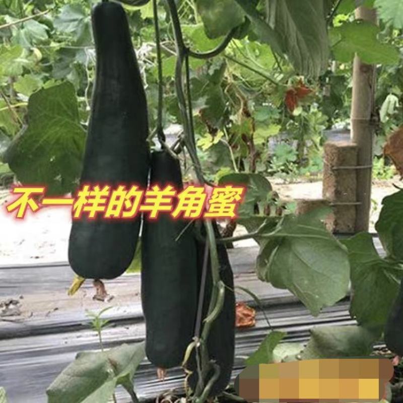 青甜蜜羊角蜜甜瓜种子早熟黑墨绿色肉色淡绿抗病松脆高糖