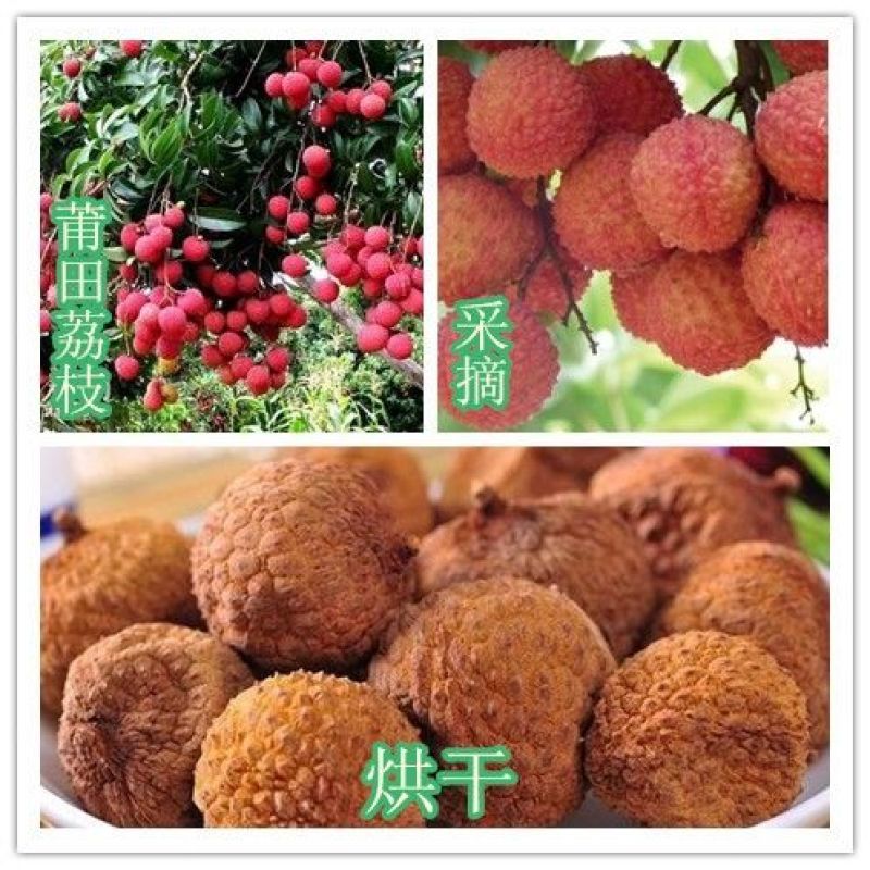 新货23A大果荔枝干糯米糍荔枝批发妃子笑福建特产干荔枝干