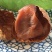 福建12A桂味大荔枝干5斤莆田新货核小肉厚批发干货糯荔枝