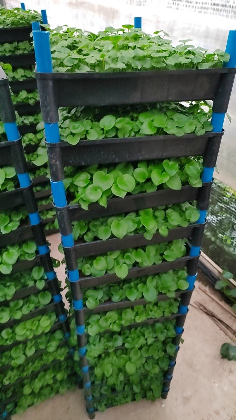 广州春羽苗苗圃直发一手货源绿化袋苗盆栽都适合