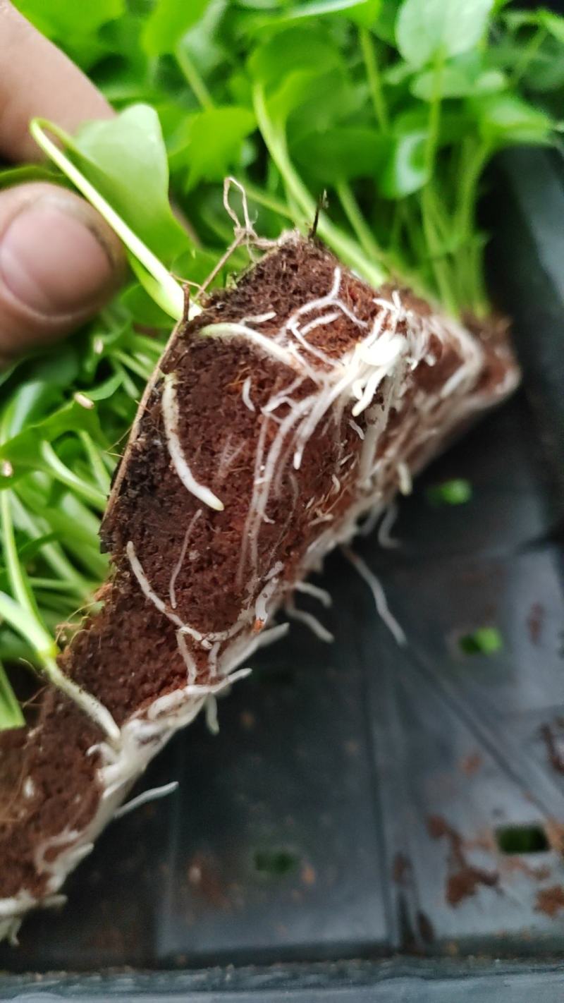 广州春羽苗苗圃直发一手货源绿化袋苗盆栽都适合