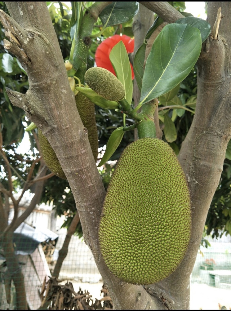 海南正中菠萝蜜