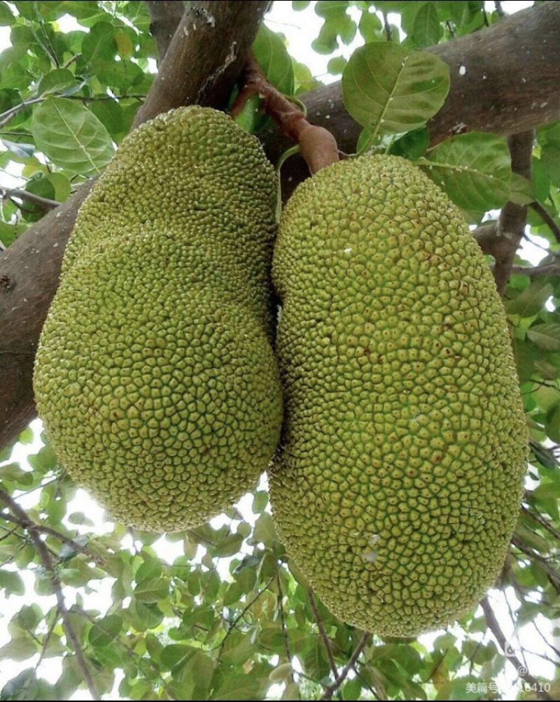 海南正中菠萝蜜