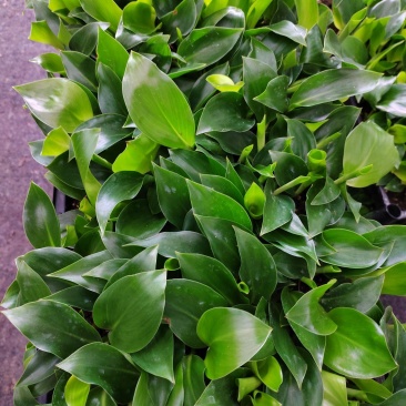 白花天堂鸟筛苗广州发货苗圃直供质量保证欢迎来电咨询