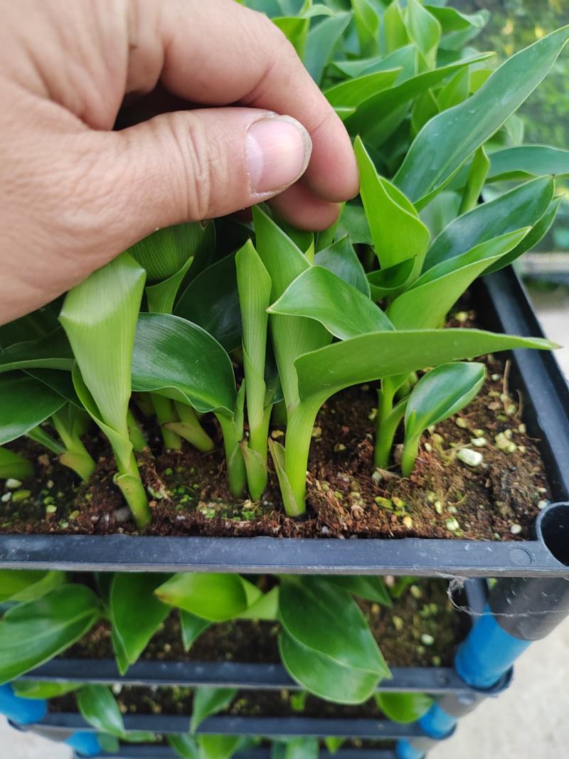 白花天堂鸟筛苗广州发货苗圃直供质量保证欢迎来电咨询