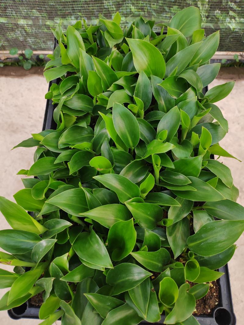 白花天堂鸟筛苗广州发货苗圃直供质量保证欢迎来电咨询
