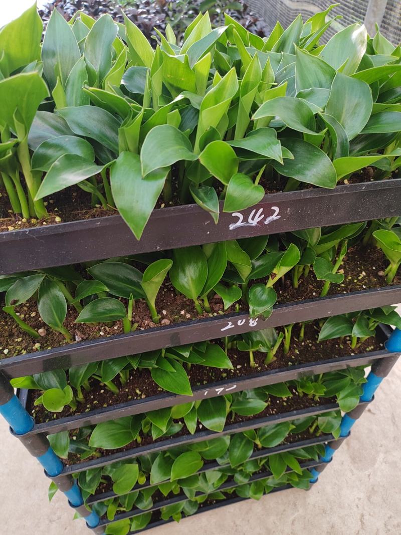 白花天堂鸟筛苗广州发货苗圃直供质量保证欢迎来电咨询
