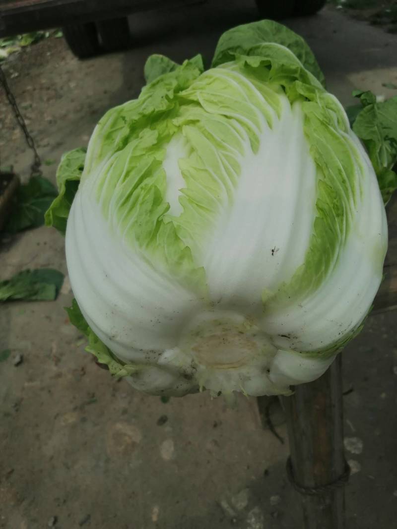 四川成都精品黄心大白菜常年供应，质量保证一手基地货源