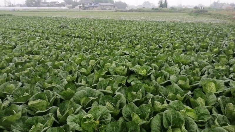 四川成都精品黄心大白菜常年供应，质量保证一手基地货源