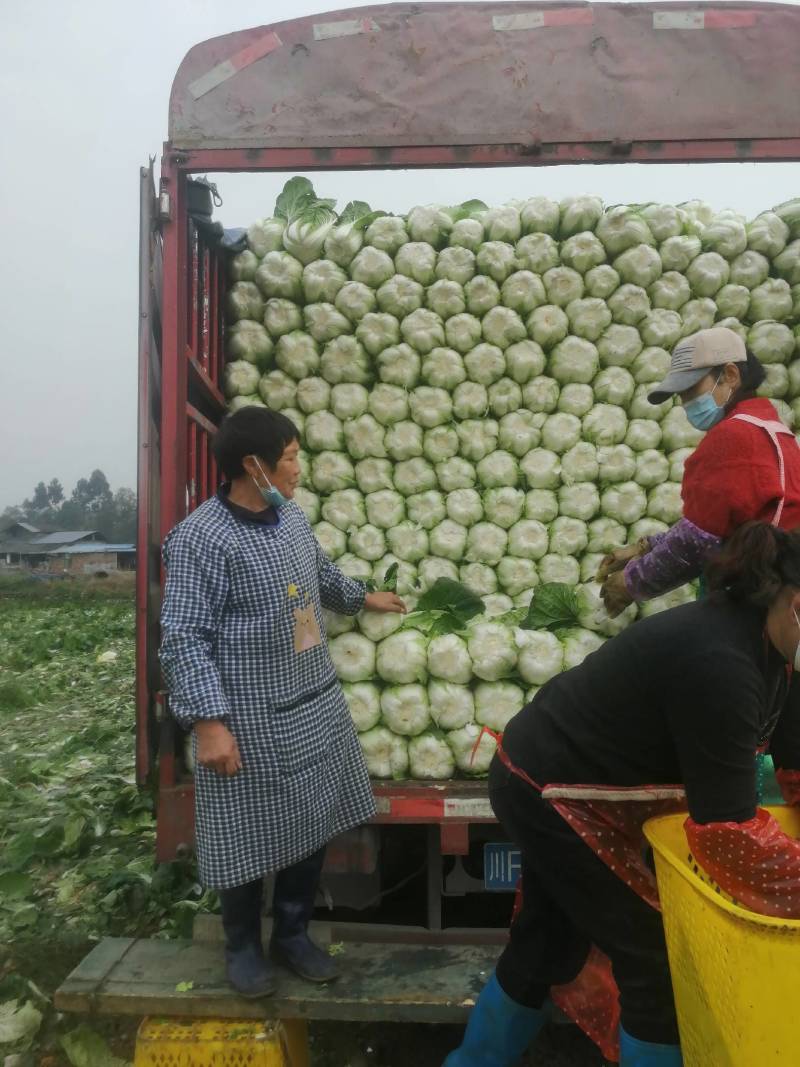 四川成都精品黄心大白菜常年供应，质量保证一手基地货源
