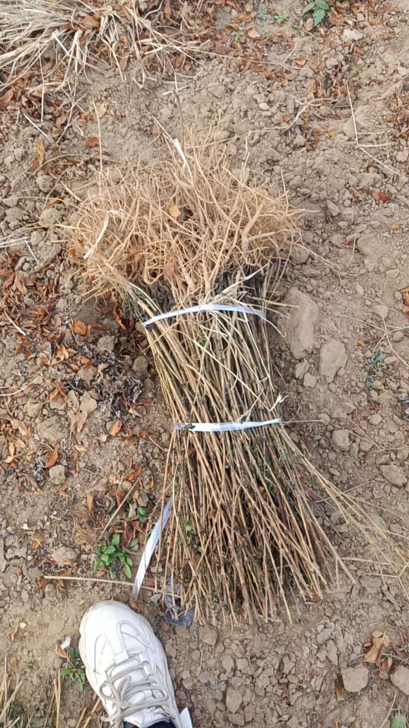 【基地直发】药用5号高产连翘苗好成活可视频看货保质保量
