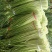 商丘白帽蒜苔上市，支持各种包装…有冷库免费提供