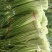 商丘白帽蒜苔上市，支持各种包装…有冷库免费提供