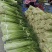 商丘白帽蒜苔上市，支持各种包装…有冷库免费提供