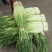 商丘白帽蒜苔上市，支持各种包装…有冷库免费提供