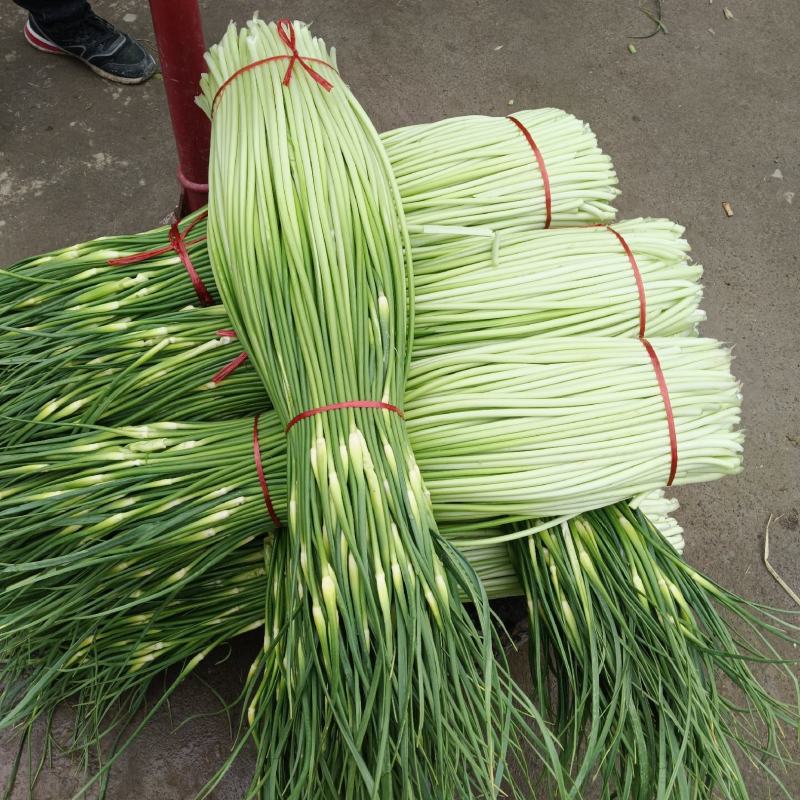 商丘白帽蒜苔上市，支持各种包装…有冷库免费提供