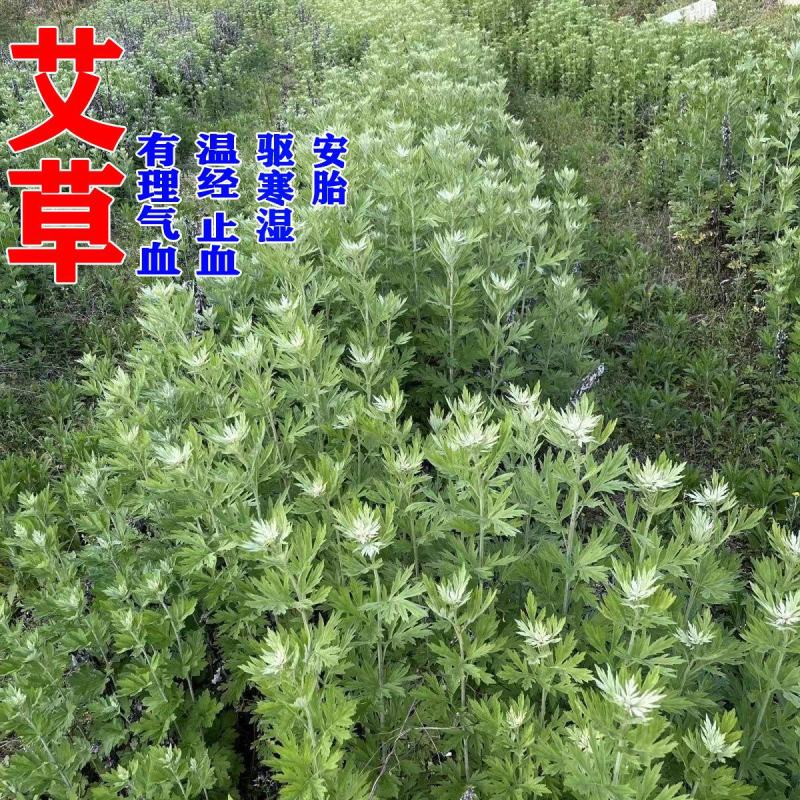 千草堂药材艾叶陈艾泡澡泡脚足浴500g包邮艾