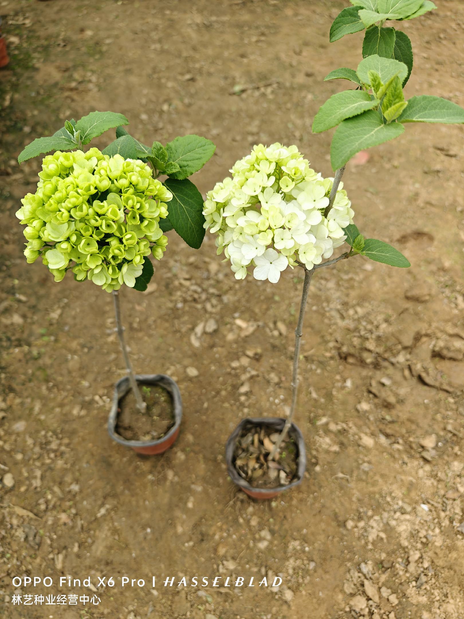 古玩輕鬆拍】日本大阪唐木工藝製品紫丹唐木花台/花檯/小几擺飾附
