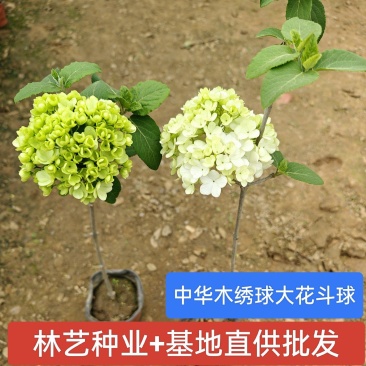 中华木本绣球树苗庭院景区地栽室外阳台盆栽大花斗球耐寒花卉