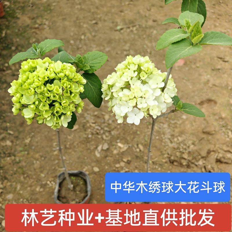 中华木本绣球树苗庭院景区地栽室外阳台盆栽大花斗球耐寒花卉