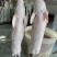 烤乳猪一手货源证件齐全全国发货食材供应
