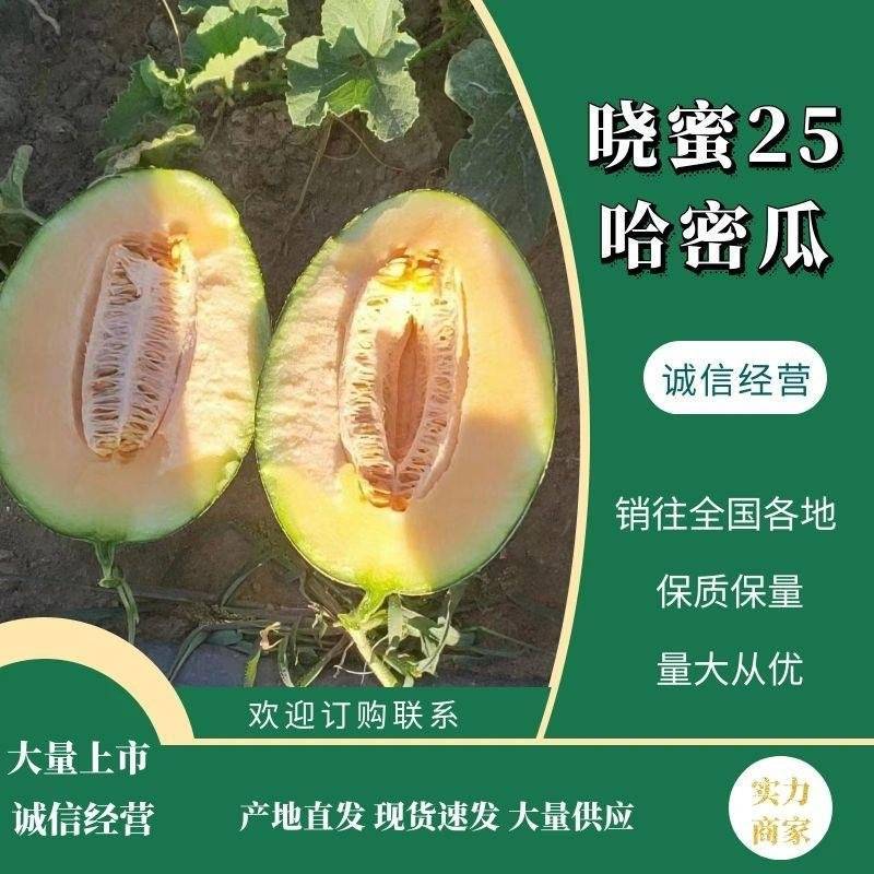 哈蜜瓜，海南晓蜜25号哈密瓜大量现货对接电商市场