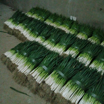 精品分葱