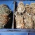 精品无硫小扎五指毛桃，新货味道香，价格实惠，长期有货