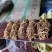 精品无硫小扎五指毛桃，新货味道香，价格实惠，长期有货