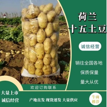 滕州精品土豆，荷兰十五土豆颜色漂亮可以根据客户要求装