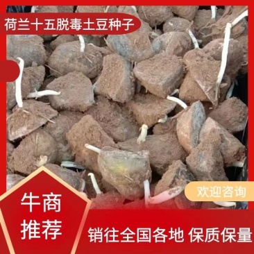 高产荷兰土豆种子，带牙直接种植，高产，包教会