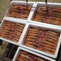 海鳌虾，一箱5斤，批发价95元一箱