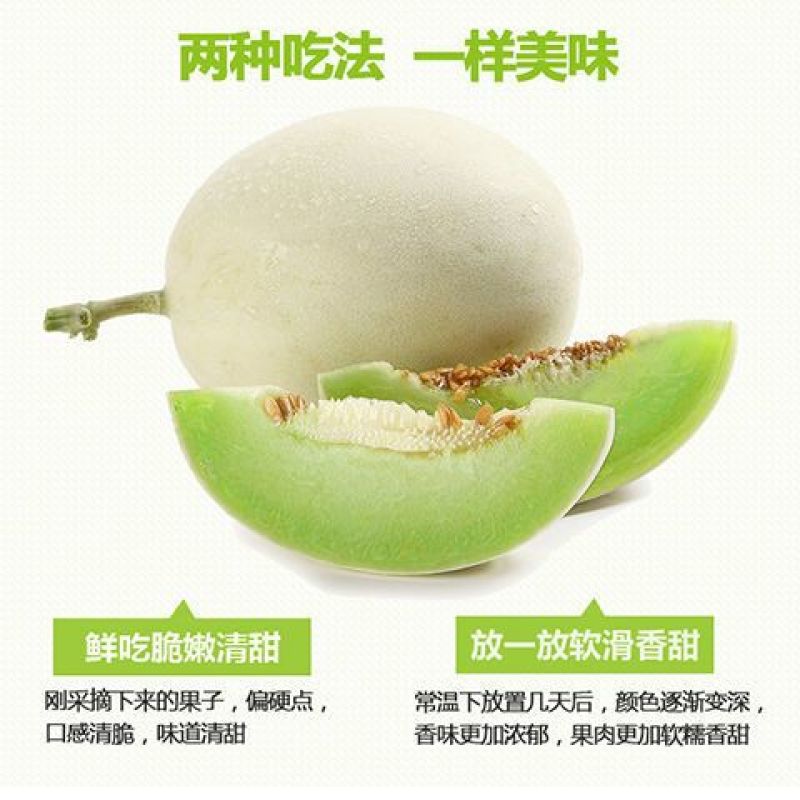 品质玉菇甜瓜一件代发产地直发电商代发稳定供应高性价比