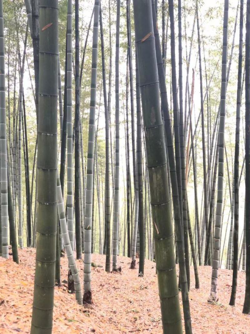 大量楠竹毛竹出售