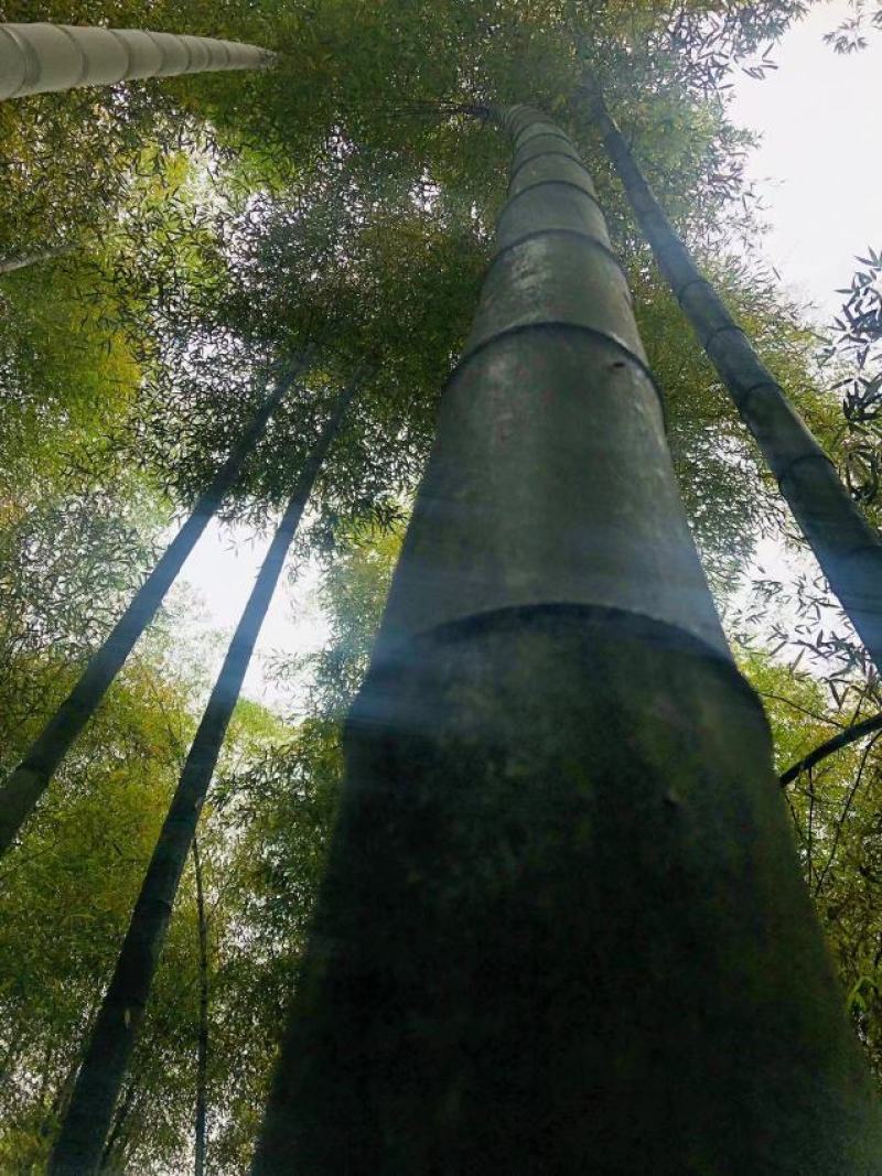 大量楠竹毛竹出售