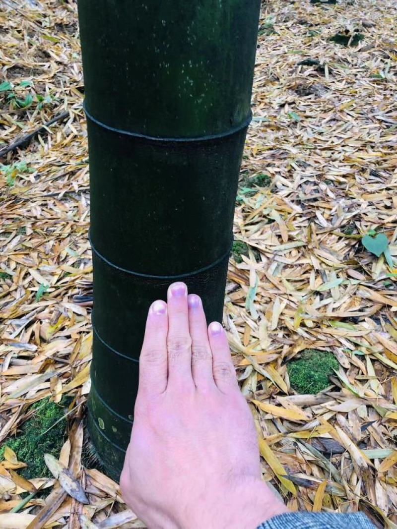 大量楠竹毛竹出售