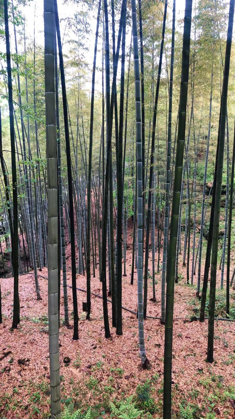 大量楠竹毛竹出售