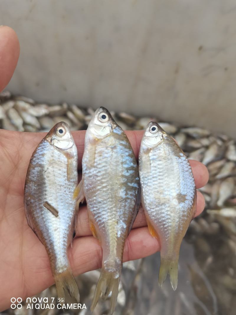 鳑鲏鱼，开肚去内脏适合，煎炒烹炸，休闲美味佳肴！