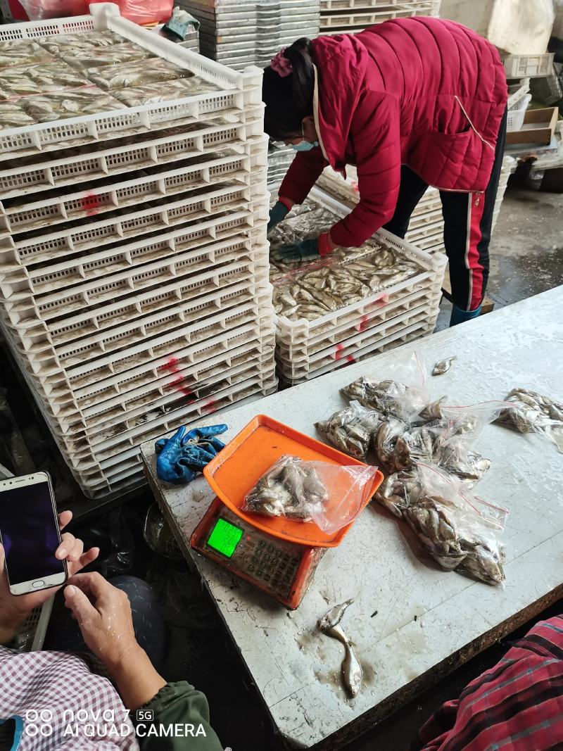 鳑鲏鱼，开肚去内脏适合，煎炒烹炸，休闲美味佳肴！