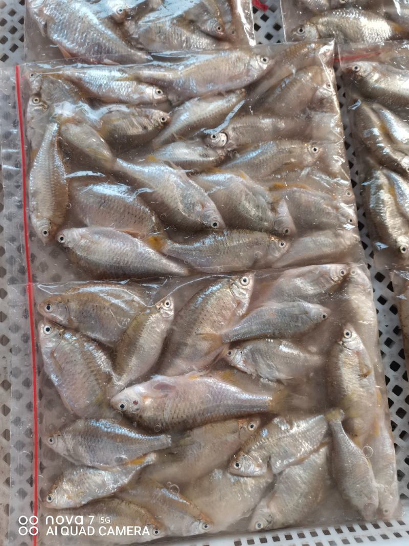鳑鲏鱼，开肚去内脏适合，煎炒烹炸，休闲美味佳肴！