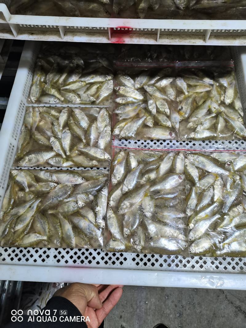 鳑鲏鱼，开肚去内脏适合，煎炒烹炸，休闲美味佳肴！