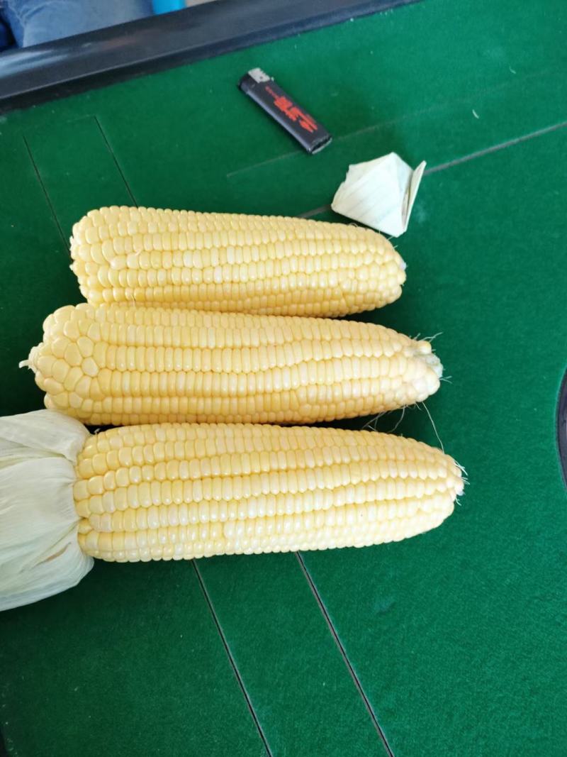太阳花黄甜玉米