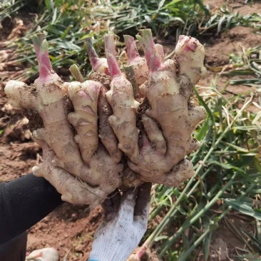 青苗莱州生姜基地现货直发保质保量价格可谈欢迎致电