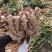 青苗莱州生姜基地现货直发保质保量价格可谈欢迎致电