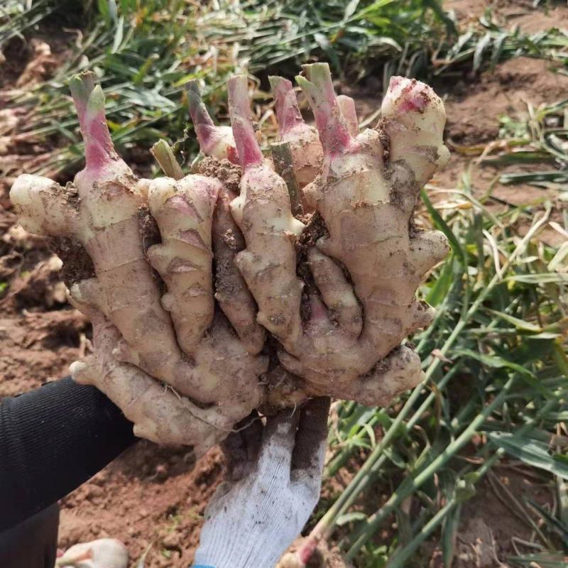 青苗莱州生姜基地现货直发保质保量价格可谈欢迎致电
