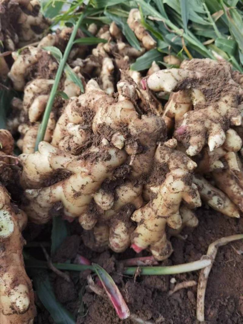 青苗莱州生姜基地现货直发保质保量价格可谈欢迎致电