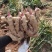 青苗莱州生姜基地现货直发保质保量价格可谈欢迎致电